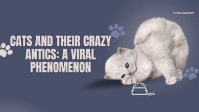 Cats and Their Crazy Antics: A Viral Phenomenon