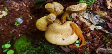 Are there any Cultural or Historical Significances Associated with Certain Edible Mushrooms