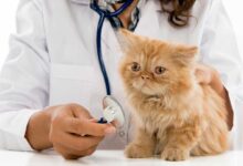 Veterinary: Caring for Our Furry Friends